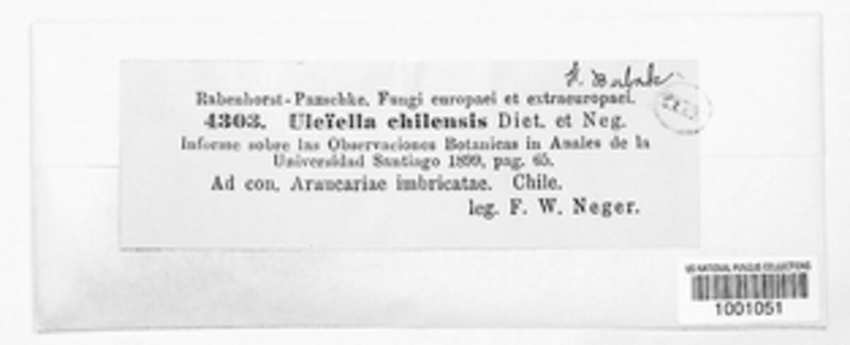 Uleiella chilensis image